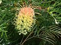 Grevillea Peaches & Cream_2 